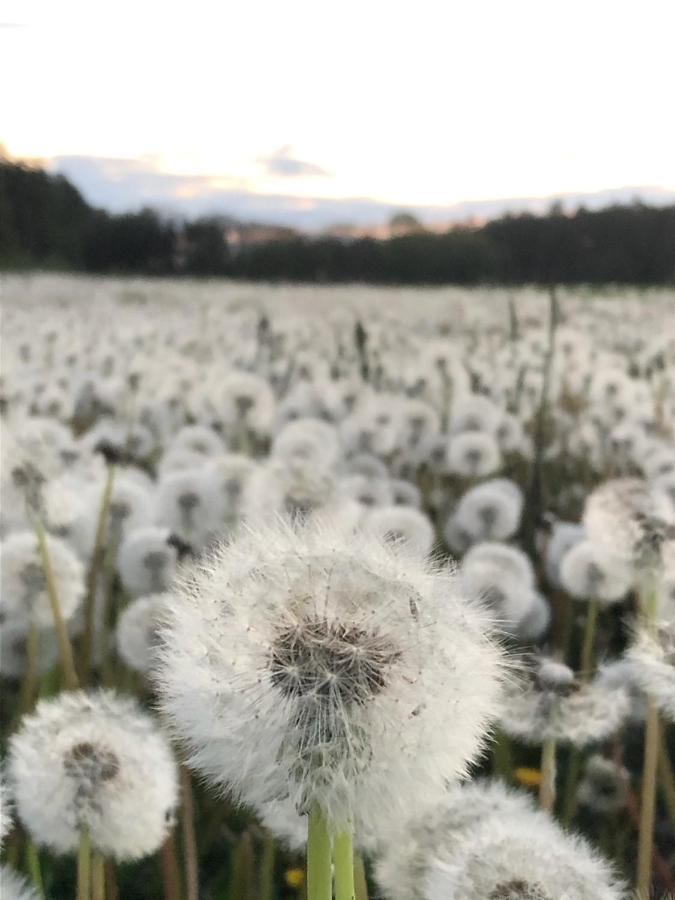 Gezellige villa met open haard en zonnige tuin. Doische Buitenkant foto