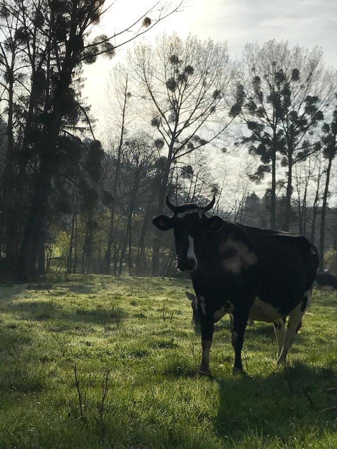 Gezellige villa met open haard en zonnige tuin. Doische Buitenkant foto