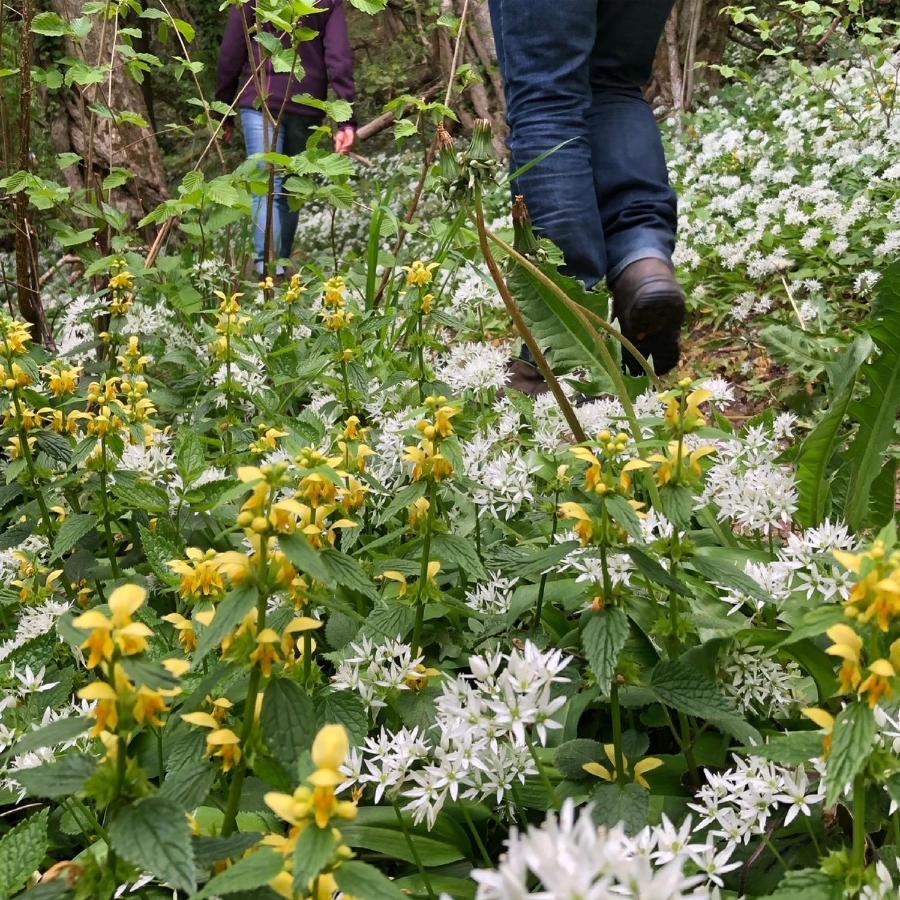 Gezellige villa met open haard en zonnige tuin. Doische Buitenkant foto